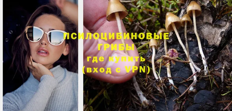 Псилоцибиновые грибы Psilocybe  hydra маркетплейс  Ноябрьск 